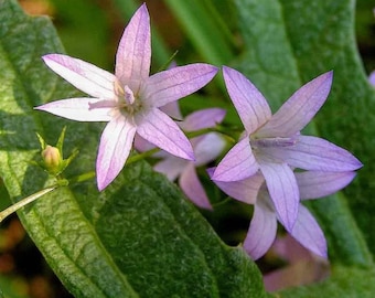 200 semillas de campanilla (Campanula rapunculus), planta ornamental de raíz comestible.