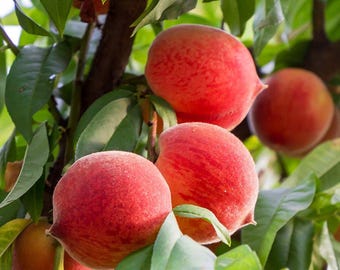 Semillas orgánicas de pitahaya (300 unidades), sin OMG, variedad tradicional, para plantar en el jardín.