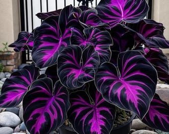 308 semillas de hosta: plantas perennes de sombra poco comunes, de follaje exuberante para bordes de jardín y paisajes.