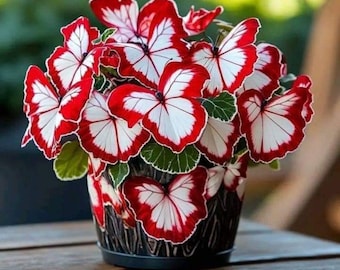 Semillas de Begonia Mariposa Luz de Luna: Begonia de flores rosas para jardines y macetas de primavera