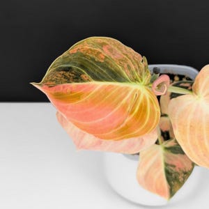 Philodendron Melano Orange Stem Cutting Unrooted Rare Aroid Gift Indoor Outdoor