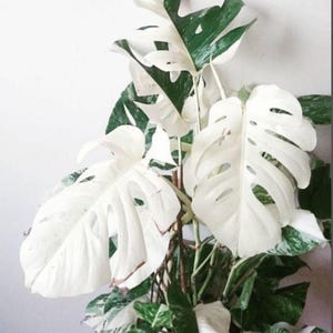 モンステラ ホワイトタイガー 斑入り 葉挿し 生きたサトイモ科植物 繁殖 屋内 屋外 ギフト