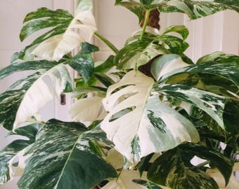Monstera Albo Borsigiana ist nicht verwurzelt und schneidet im Innenbereich
