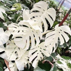 Monstera White Tiger Variegated Leaf Cutting Live Aroid Plant Propagation Gift Indoor Outdoor