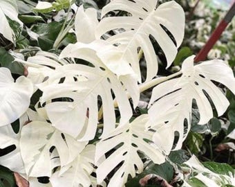 Monstera witte tijger bont blad snijden levende aroid plant vermeerdering cadeau binnen buiten