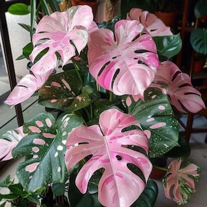 Coupe de tige de rose Monstera, cadeau de plante aroïde vivante panachée rose pour intérieur et extérieur