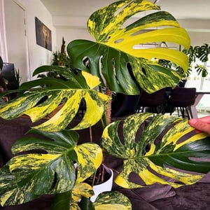 Monstera Aurea bunte Lebende Stecklinge seltene gelbe Aroid Zimmerpflanze Geschenk Indoor Outdoor