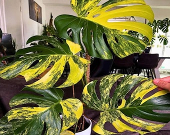 Monstera Aurea Variegated Żywe Sadzonki Rzadki Żółty Aroid Roślina Doniczkowa Prezent Do Wewnątrz Na Zewnątrz