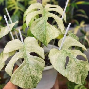 Monstera Mint Variegated Planting Rooted Nodes Cuttings Gift Indoor Outdoor