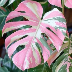 Coupe de tige de rose Monstera, cadeau de plante aroïde vivante panachée rose pour intérieur et extérieur