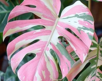 Monstera Rose Stem Cutting Pink Variegated Live Aroid Plant Gift Indoor Outdoor