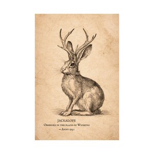 Jackalope Vintage Illustration, Antique Cryptid Wall Art, Archival American Folklore Engraving image 3