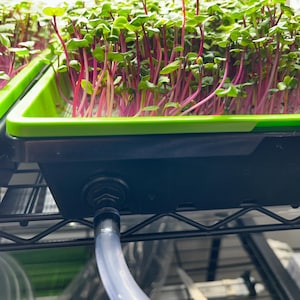 May include: Close-up of a microgreen growing system. Green trays hold vibrant green and purple microgreens. The trays sit on a black metal rack with a clear tube attached for watering. The microgreens are ready for harvest.