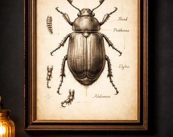 Beetle Anatomy Print – Vintage Entomology Wall Art