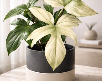 Florida Ghost Philodendron