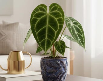 Anthurium crystallinum