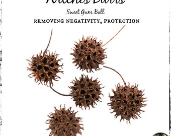 Witches Burrs Curio | Sweetgum Balls | Removing Negativity, Protection