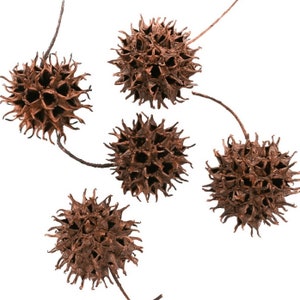 Witches Burrs Curio | Sweetgum Balls | Removing Negativity, Protection