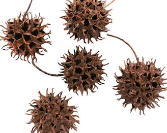 Witches Burrs Curio | Sweetgum Balls | Removing Negativity, Protection