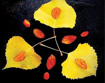 Op de afbeelding: Een arrangement van herfstbladeren tegen een zwarte achtergrond. Drie grote, heldergele bladeren vormen een driehoek, elk met een kleiner rood blad in het midden. Verschillende verspreide rode bladeren completeren de compositie.