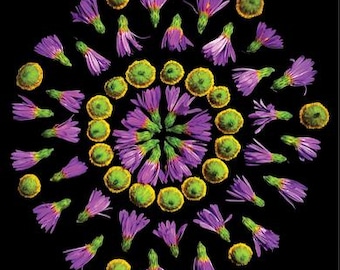 Op de afbeelding: Een symmetrische bloemstuk op een zwarte achtergrond. Het ontwerp toont paarse bloemen met gele centra en groene knoppen, gerangschikt in een spiraalpatroon. De bloemen staan in volle bloei en tonen hun delicate bloemblaadjes.