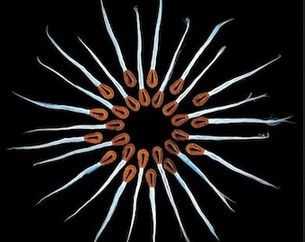 Op de afbeelding: Een cirkelvormige opstelling van lucifers tegen een zwarte achtergrond. De luciferkoppen zijn roodbruin en de luciferstokjes zijn wit met een lichtblauwe tint. De lucifers zijn in een radiaal patroon gerangschikt.