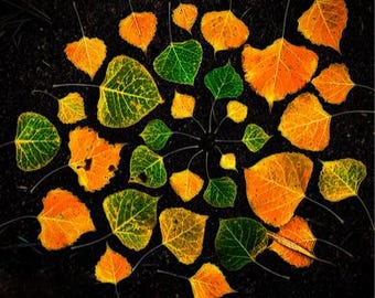 Op de afbeelding: Een cirkelvormige compositie van herfstbladeren in tinten oranje, geel en groen tegen een donkere achtergrond. De bladeren zijn kunstzinnig gerangschikt en benadrukken de levendige kleuren van het seizoen. De compositie creëert een visueel opvallend patroon.