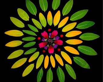 Op de afbeelding: Een cirkelvormig bloemendesign tegen een zwarte achtergrond. Het midden bestaat uit roze en paarse bloemblaadjes en rode bessen. Het ontwerp wordt omlijst door rijen groene en gele bladeren, waardoor een symmetrisch patroon ontstaat.