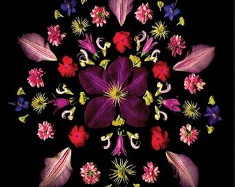 Op de afbeelding: Een bloemstuk op een zwarte achtergrond. Het arrangement heeft een grote, dieppaarse bloem in het midden, omringd door kleinere rode, roze, gele en blauwe bloemen en bloemblaadjes. De bloemblaadjes zijn zachtroze.