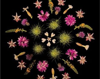 Op de afbeelding: Een cirkelvormige opstelling van diverse bloemen en zaaddozen tegen een zwarte achtergrond. De compositie bevat roze, gele en witte bloesems, samen met stekelige groene zaaddozen, wat een aantrekkelijke bloemenpresentatie creëert.