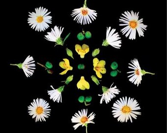 Op de afbeelding: Een symmetrische opstelling van witte, madeliefachtige bloemen met gele centra, gele bloemen en groene bessen op een zwarte achtergrond. De bloemelementen zijn in een cirkelvormig patroon gerangschikt, wat een aantrekkelijk ontwerp creëert.