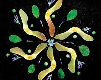 Op de afbeelding: Een cirkelvormige compositie van natuurlijke elementen op een zwarte achtergrond. Het ontwerp bevat gele en bruine zaadpeulen, groene bladeren, kleine paarse bloemen en kleine groene bollen, allemaal uitstralend vanuit een centrale blauwe bloem.