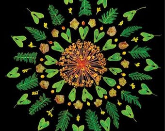 Op de afbeelding: Een cirkelvormige compositie van natuurlijke elementen op een zwarte achtergrond. Het ontwerp toont groene bladeren, zaaddozen en kleine gele bloemen die uitstralen vanuit een centraal oranje en bruin bloemelement. De compositie is symmetrisch.