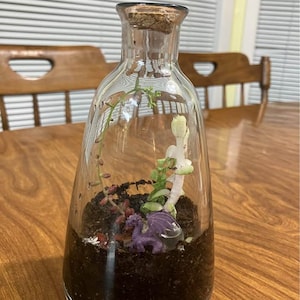 Pode incluir: Um terrário em garrafa de vidro transparente com rolha de cortiça contendo terra escura, pequenas plantas suculentas verdes e uma pequena estatueta de dragão roxo. A garrafa tem uma base larga que se estreita em direção ao topo.