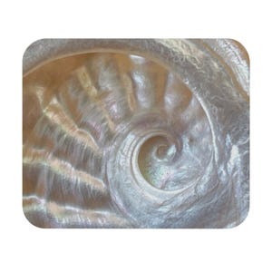 May include: Close-up of a pearlescent nautilus shell, showcasing a spiral pattern. The shell's surface has a shimmering, iridescent quality with hues of white, cream, and subtle iridescence. The shell's texture is smooth with visible growth lines.