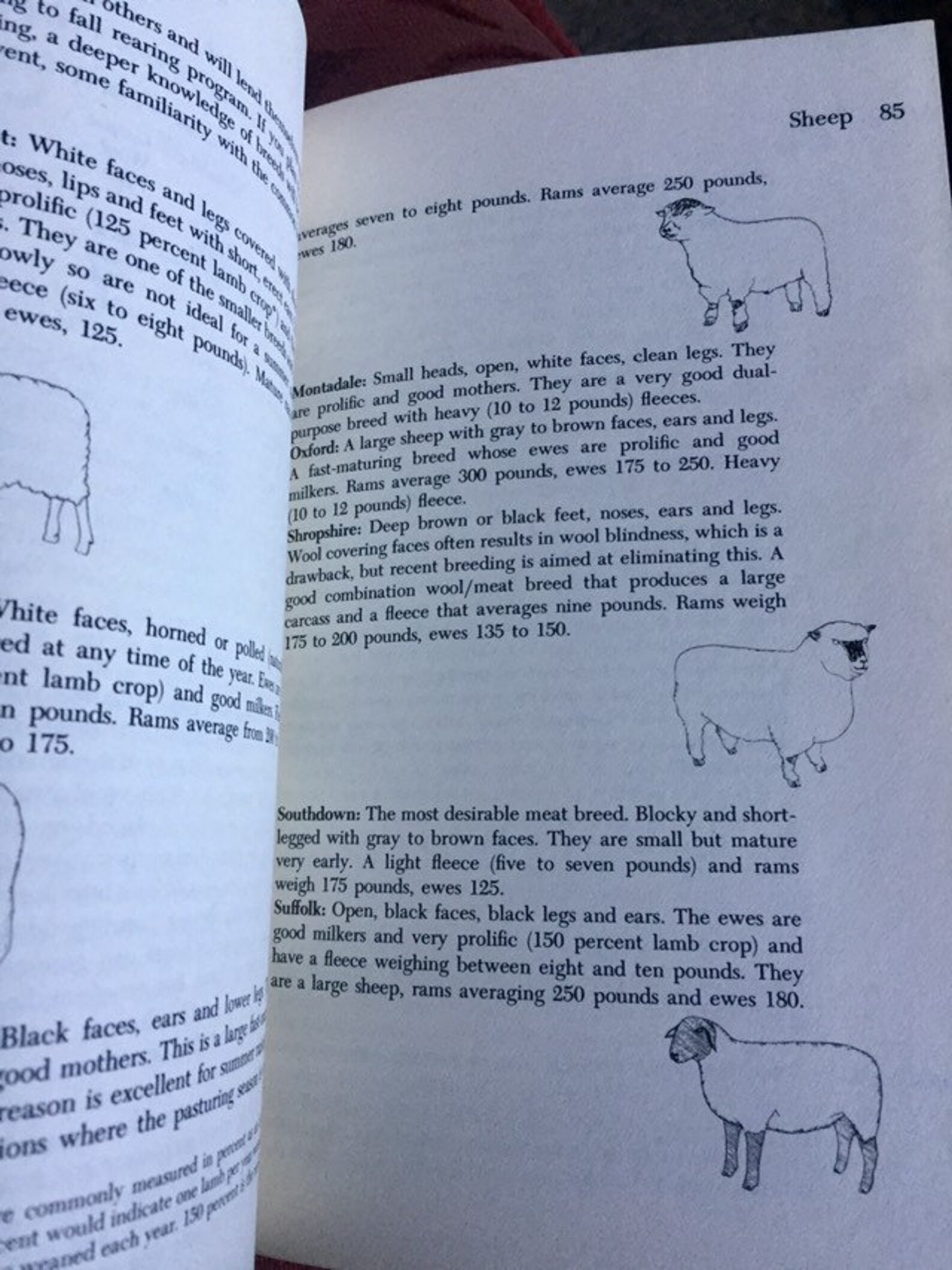 BACKYARD LIVESTOCK BOOK 1976 grow meat for your family hippie Etsy