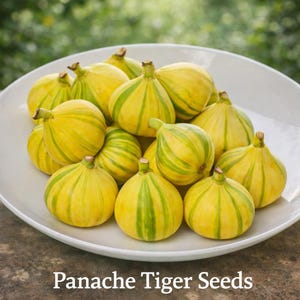 May include: A white ceramic bowl filled with ripe Panache Tiger figs. The figs are yellow with green stripes, and the text "Panache Tiger Seeds" is at the bottom of the image. The figs are arranged in a pile.