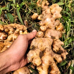 Puede incluir: Primer plano de raíz de jengibre fresco, sostenida por una mano, sobre un fondo de hierba verde y otras raíces de jengibre. El jengibre es de color marrón claro, con forma irregular y nudosa, y algo de tierra.