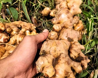 Raíz de jengibre elefante viva – Variedad indonesia, lista para plantar (Zingiber officinale) - Envío internacional por DHL.