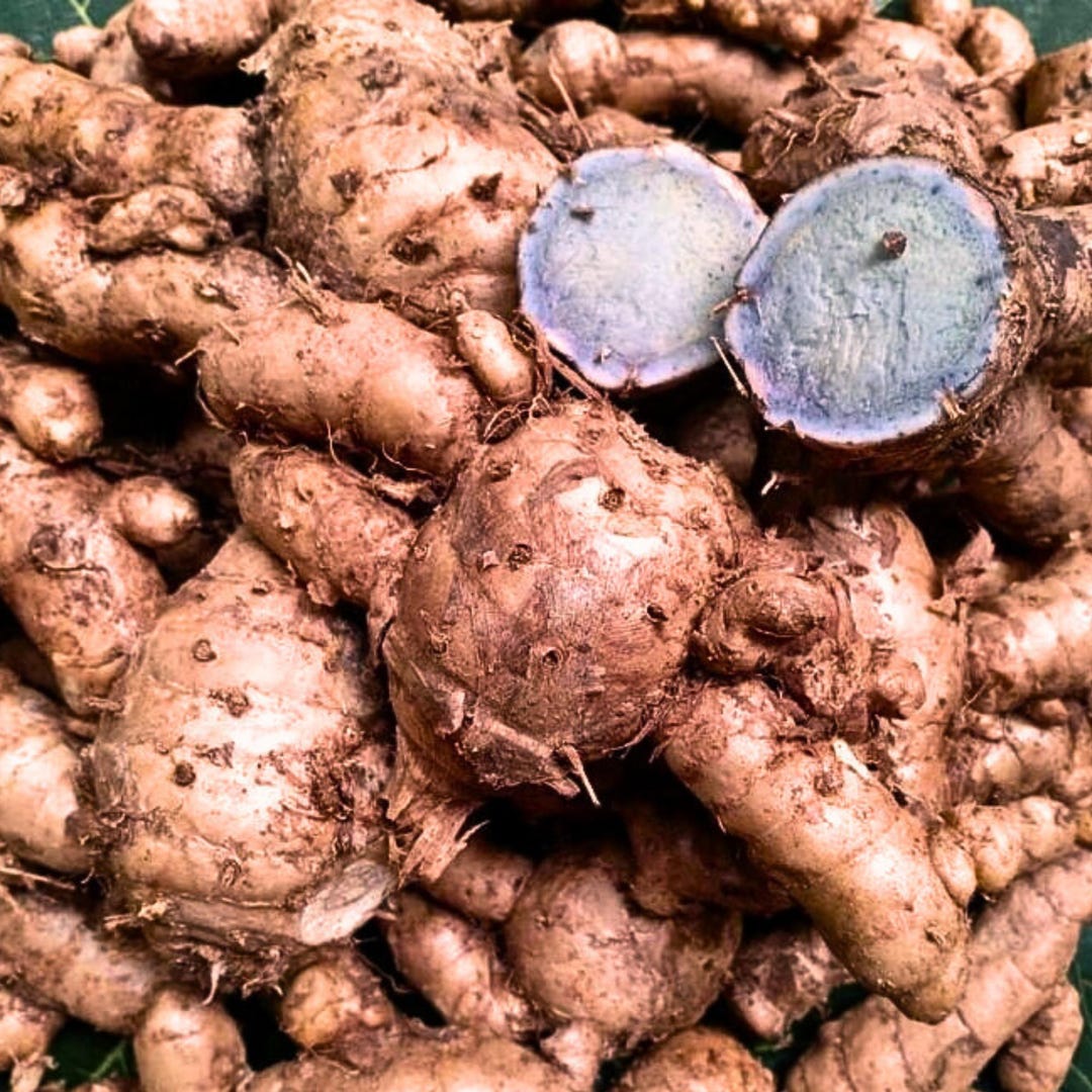 Blue Turmeric Tubers, Curcuma Aeru Ginosa, Ready to Plant (350 Grams ...
