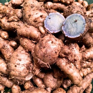 Puede incluir: Primer plano de un montón de raíces frescas de cúrcuma. Las raíces son de varios tonos marrones y beige, con algunas cortadas para revelar un interior azul vibrante. La imagen destaca la textura y las variaciones de color de la cúrcuma.