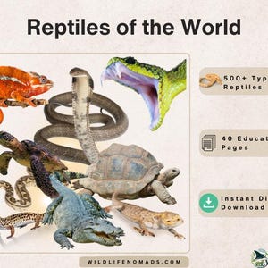 May include: An educational digital download titled Reptiles of the World featuring illustrations of a chameleon, cobra, snake, turtle, crocodile, and lizard. The graphic includes text stating 500+ Types of Reptiles, 40 Educational Pages, and Instant Digital Download.