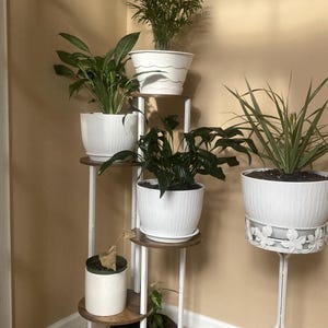 Puede incluir: Un estante para plantas de varios niveles con varias plantas en macetas. El soporte tiene una estructura de metal blanco y estantes de madera. Las plantas están en macetas blancas de varios tamaños y formas, con follaje verde.