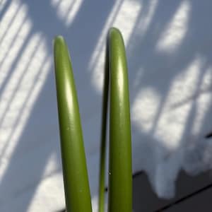 Puede incluir: Primer plano de dos objetos verdes, delgados y curvos, posiblemente tallos de plantas o elementos decorativos. Los objetos son de color verde vibrante y parecen lisos. El fondo es una mezcla de blanco y gris, con sombras.