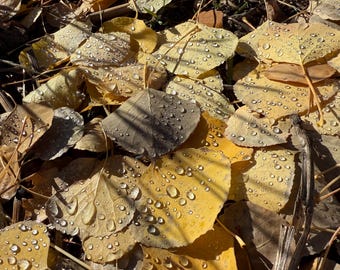 Fall Leaves with Dew