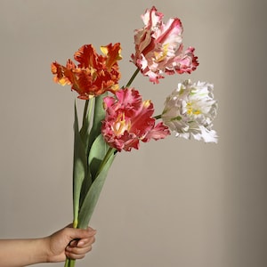Könnte beinhalten: Ein Strauß bunter Papageientulpen. Die Blumen zeigen eine Reihe von Farben, darunter Orange, Rosa, Rot und Weiß, mit gerüschten Blütenblättern. Die grünen Stiele und Blätter werden in einer Hand vor einem neutralen Hintergrund gehalten.