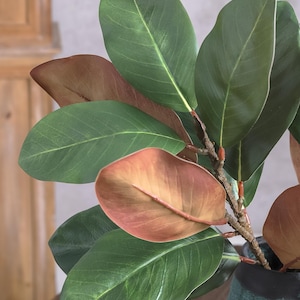 May include: A faux magnolia branch featuring large, oval-shaped leaves with a smooth texture. The leaves display a dual-tone colour palette, with deep forest green on the top surfaces and a warm, rusty copper-brown hue on the undersides.