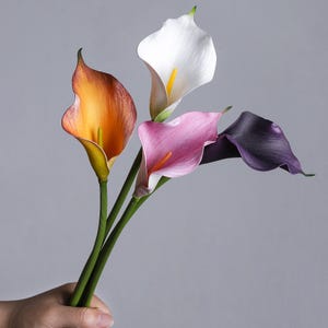 Könnte beinhalten: Ein Strauß Calla-Lilien in verschiedenen Farben, gehalten von einer Hand. Die Blumen haben orange, weiße, rosa und violette Blüten mit gelben und orangefarbenen Spadices. Die Stiele sind grün, der Hintergrund ist einfarbig grau.