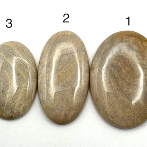 May include: Three polished, oval-shaped fossil stones in varying sizes. The stones are a light tan color with visible patterns and textures. The stones are numbered 1, 2, and 3, with 1 being the largest and 3 the smallest.