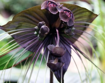 Set of 2 Black Tacca Live Plants 3–5 Inch, Black Bat Flower, Rare Tropical Houseplant